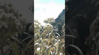 Download lagu Bunga abadi (edelweis) mp3