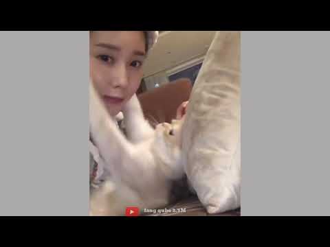 Funniest Cat Reaction videos| #funnycat #Bestcatreaction #animalsvideo2022 #fang qube 2.3M