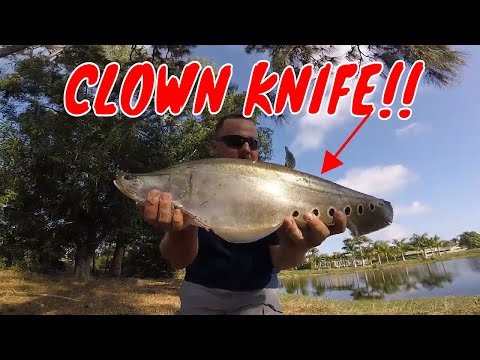 CLOWN KNIFE FISH GOLF COURSE POND Using artificial baits!