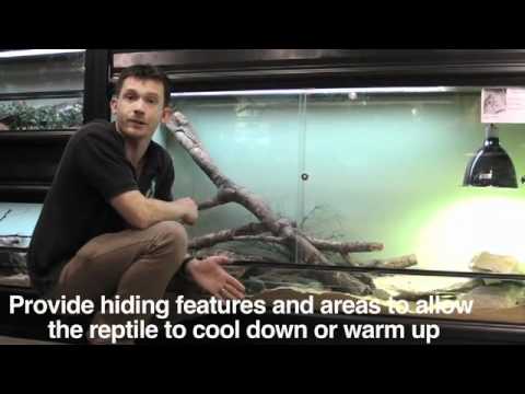 Reptiles: housing 2: creating a habitat