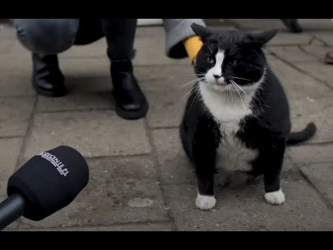 Meet Gacek: The Cutest Chonky Cat in Szczecin, Poland