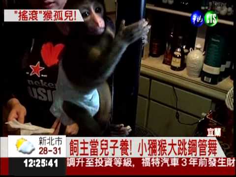 狗狗叼到小獼猴 愛心婦盼認養