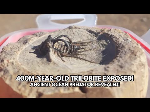 400 Million-Year-Old Trilobite Revealed! 🦴 Ancient Ocean Predator Explained