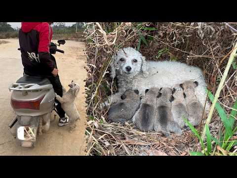 Mama dog stops a stranger’s car, begging help for her 10-day-old puppies.