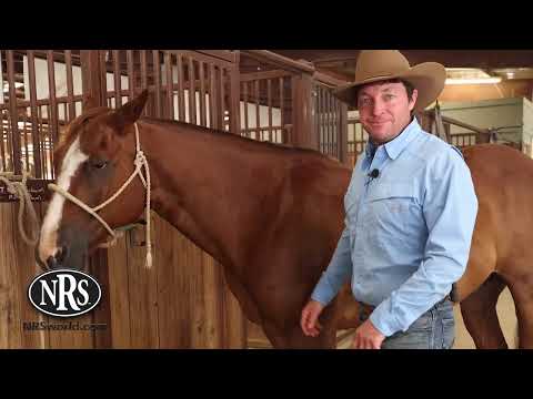 NRS How To: Winter Horse Blanket Fit Guide