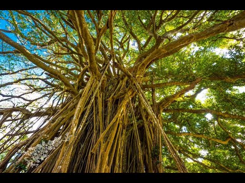 【喜界島】手久津久の巨大ガジュマル - 無音動画