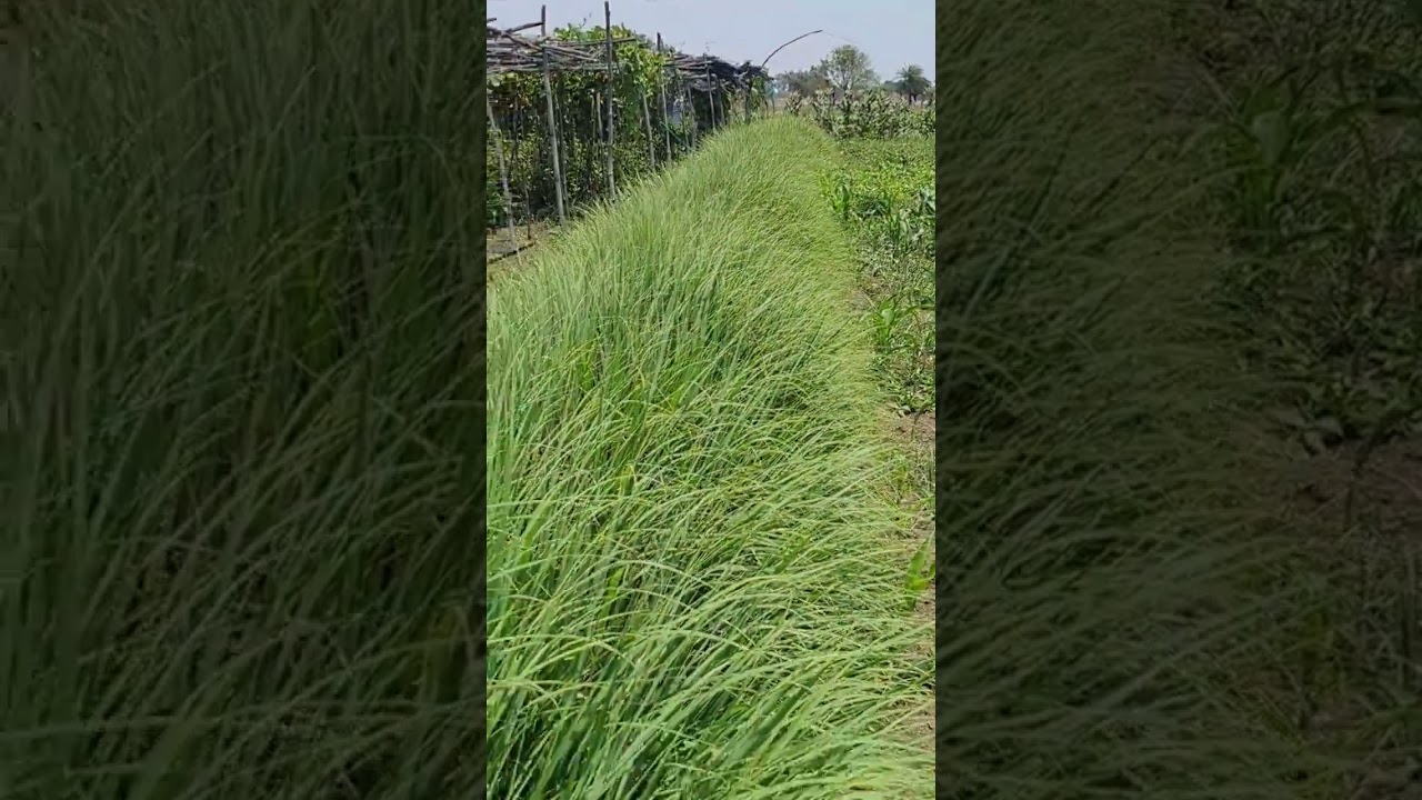 Lemongrass #farmingvideo #agriculturevideo #farming #lemongrass #cow