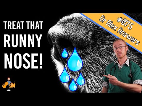Runny Nose Causes and Home Allergy Treatment - Dog Care Vet Advice