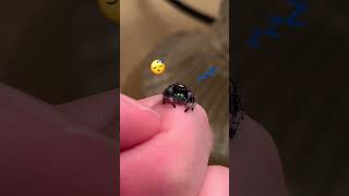 Download lagu Regal Jumping Spider falls asleep on my hand #cuteanimals #jumper #regal #spider mp3