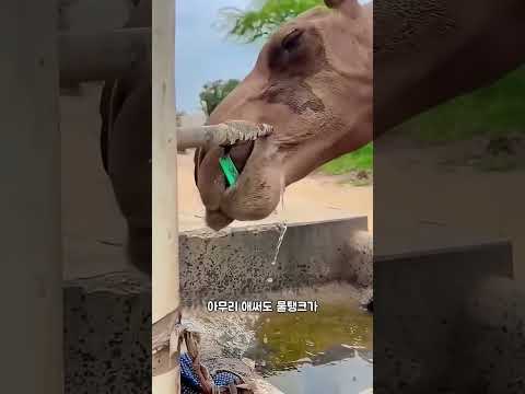 목마른 낙타가 물을 마시려고 물탱크를 열기 위해 애써요!