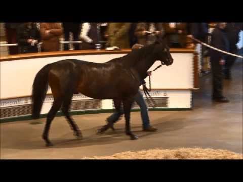 TBA Stallion Parade 2016 - MUSIC MASTER