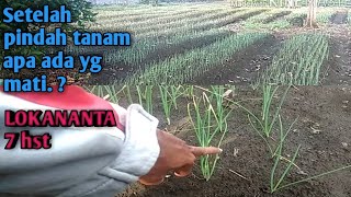 Download lagu LOKANANTA setelah pindah tanam 7 hst mp3