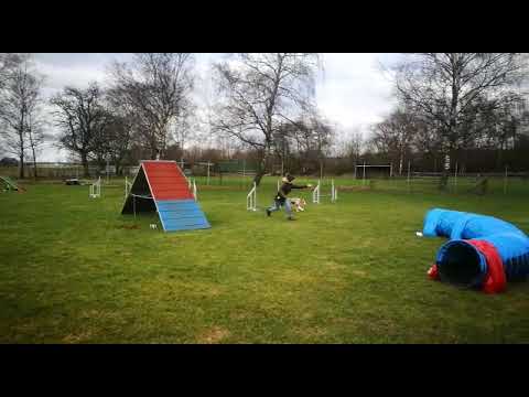 Anfänger Training Agility.