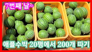 애플수박 20평에서 2000개따기 7번째날~