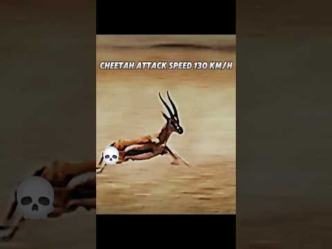 Cheetah vs Gazelle #trending #cheetah #gazelle #male #animals #youtubeshorts #shorts #wildlife