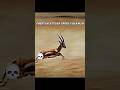 Cheetah Vs Gazelle Trending Cheetah Gazelle Male Animals Youtubeshorts Shorts Wildlife