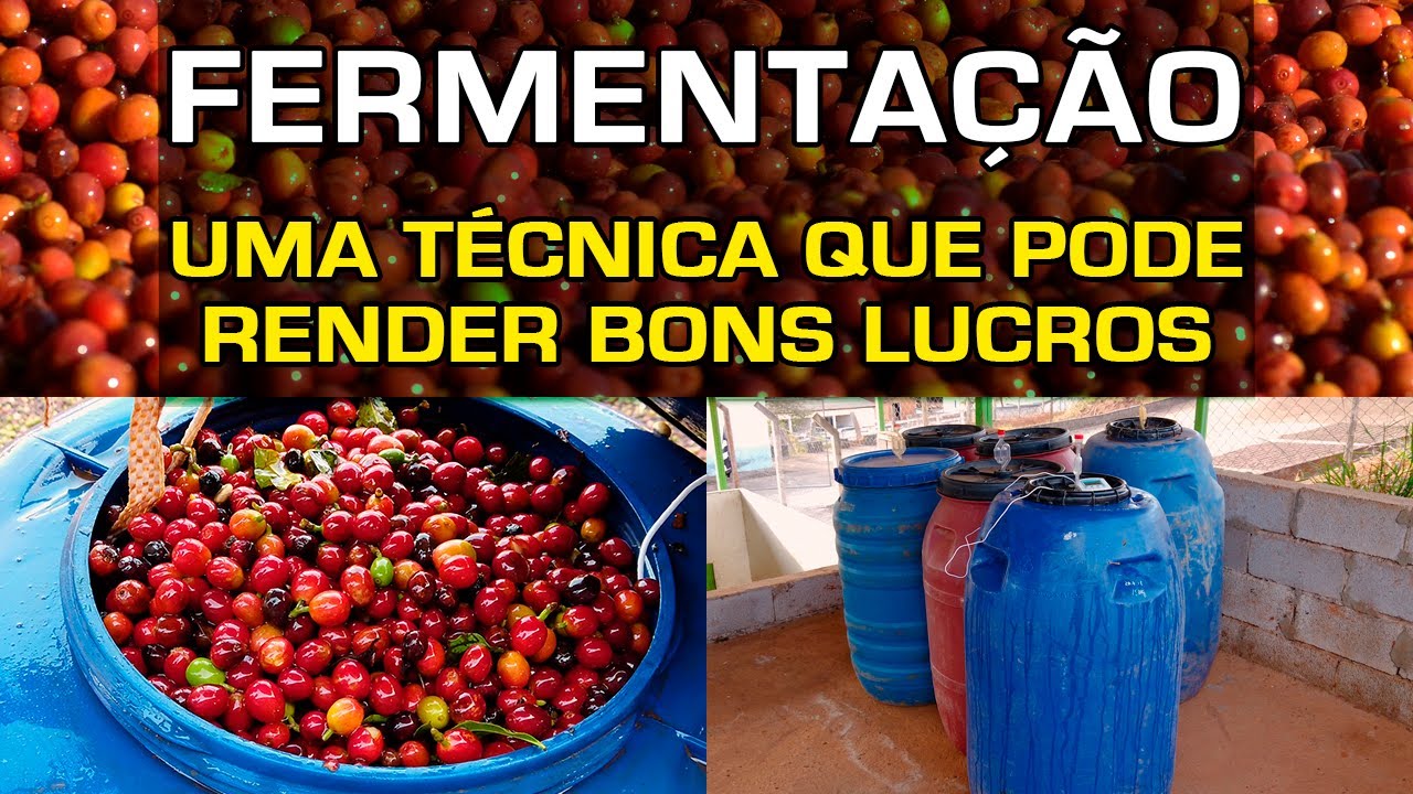 Fermentação, Uma Técnica que pode Render Bons Lucros | No Pé do Café