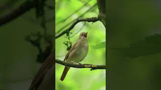 Download lagu Sikatan Londo alias Common Nightingale Gacor mp3