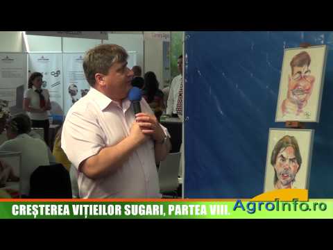 Creşterea viţeilor sugari - cuştile pentru viţei