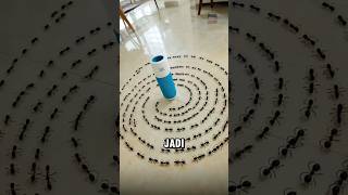 Download lagu Why do ants just go in circles forever😱 mp3