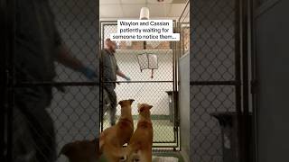 Video preview image #1 Boxer-Unknown Mix Puppy For Sale in Huntley, IL, USA