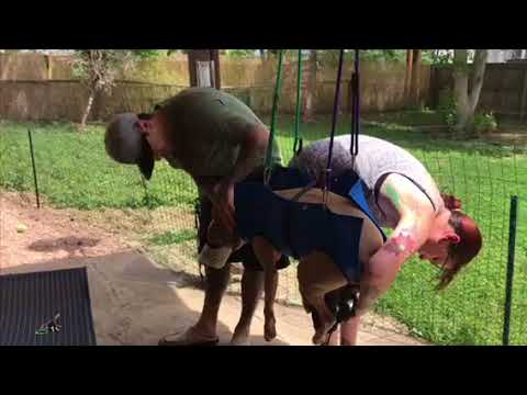 YouTube video about: How to quiet dog nails on floor?