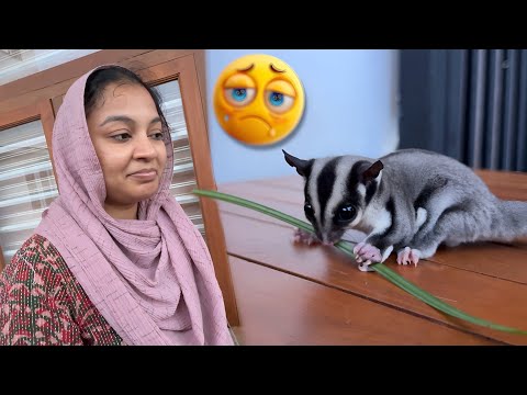 SUGAR is MISSING..!! Because of PAMI..😡