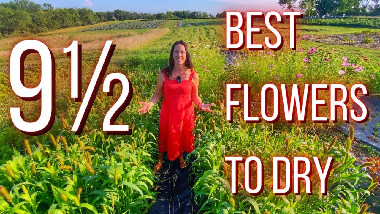 The 9½ Best Flowers To Dry | PepperHarrow