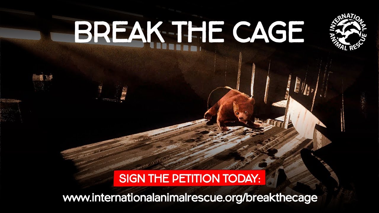 Հայաստանում բանտարկված գորշ արջերի խնդրի մասին