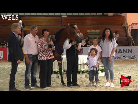 N.29 NEMESI REGALIS - Wels 2018 - International Junior Filly Championship GOLD