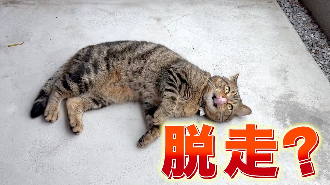 ベランダに出たらまさかの行動でかーちゃんに怒られる？