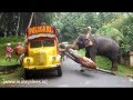 Elephant Loading Heavy Timber To Truck Lorry In Kerala