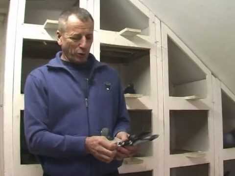 Moj Ljubimac 2013 Zlatibor Andrejic