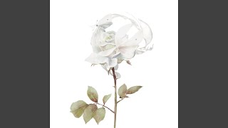 Download lagu White Rose mp3