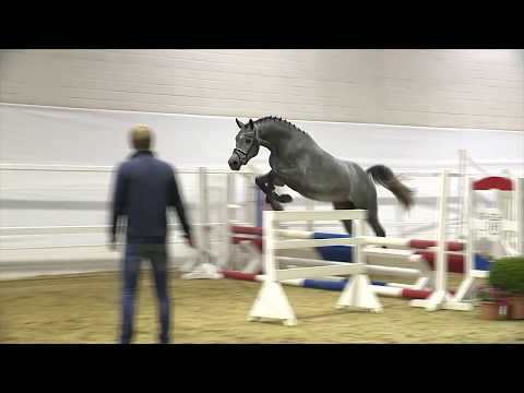 Holsteiner Körlot 2018 | Nr. 37 - COLIN v. Cornet Obolensky - Acobat II