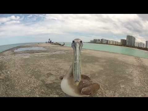 Pelican Feeding