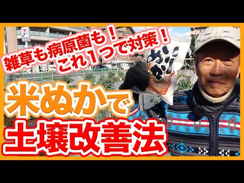 芝生や庭でカタバミと戦うにはどうすればよいですか？有機栽培についての誠実な答え!  庭園