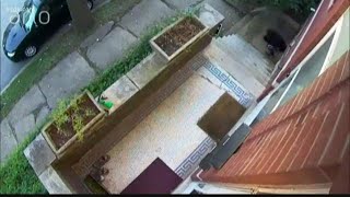Surveillance video captures 'porch pooper' defecating on woman's property
