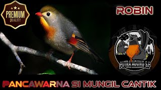 Download lagu Masteran Pancawarna / Robin Gacor   Gemerecik Air mp3