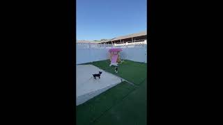 Video preview image #1 Dachshund-Unknown Mix Puppy For Sale in San Antonio, TX, USA