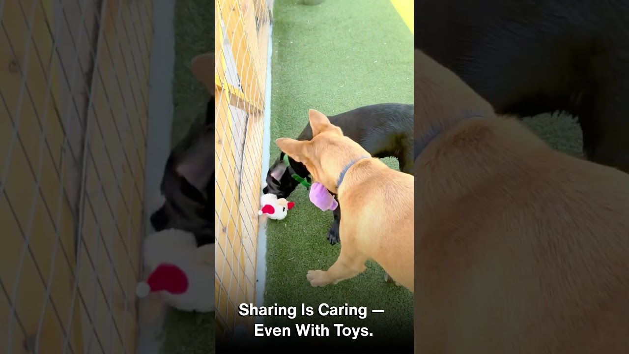 Doug, a Adoptable Mixed Breed in Hailey, ID video 6/6