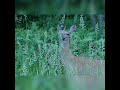 Whitetail deer with puffy under eyes
