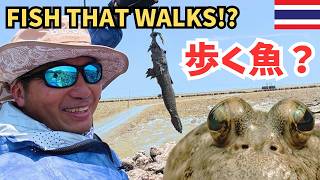 干潟を歩く魚をルアーで釣る!? タイの奇妙な釣り