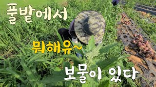 풀밭에서 뭐해유~~  보물이 있다