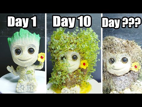 Growing Plant Chia Seeds with Groot Statue Time Lapse | Tic Tac Lapse