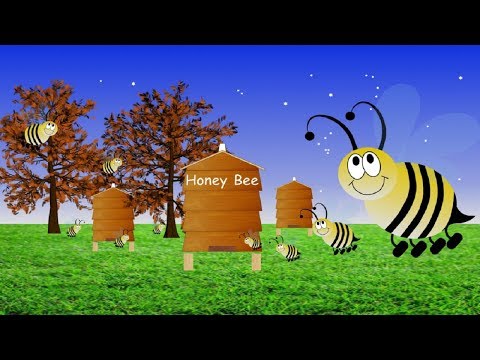 Honey Bee. Video