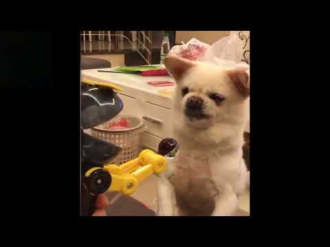 funny dog  videos 2023/ funny cats