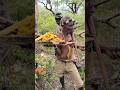 Hadzabe Tribe Old Man Teaches His Boys How to Harvest Stinging Bees Honey #shortsfeed #hadzabetribe