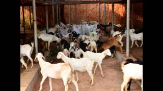 preview picture of video 'Danavunkal Goat Farm(Biggest goat farm kerala,best malabari goat farm kerala)'