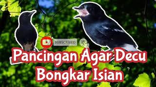 Download lagu Pancingan Agar Decu Bongkar Isian mp3 Download lagu Pancingan Agar Decu Bongkar Isian mp3